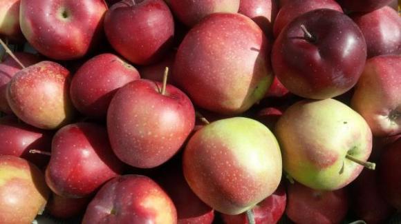 Нарасналата реколта от ябълки в ЕС свали цените им до обичайните нива