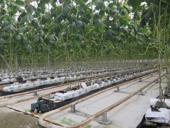 Отпускат се 3,5 млн. лв. по de minimis на производителите на оранжерийни зеленчуци заради увеличените цени на газа