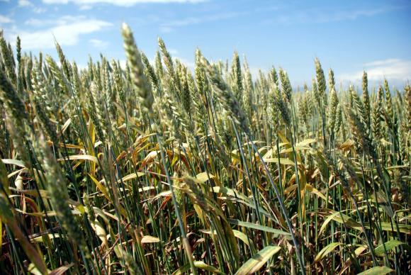 САРА: Скъпото зърно удари рекорд в добавената стойност от земеделието през 2021 г. 