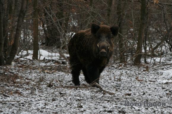В борбата с АЧС ловците в Германия са отстреляли близо 700 000 диви свине