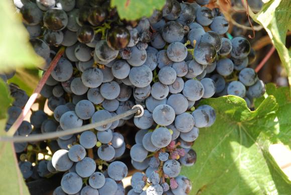 Всеки лозарски район се влияе по свой начин от климатичните промени за качеството на виното