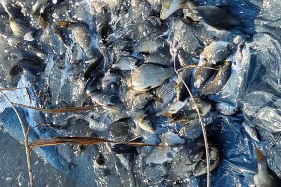 Инспектори на ИАРА заловиха десетки незаконно поставени мрежи за улов на риба
