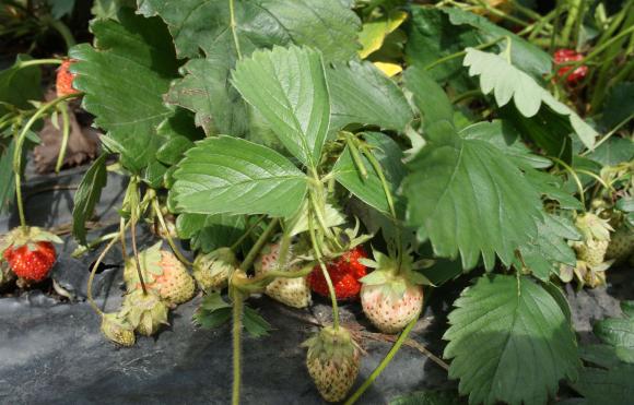 Производители на ягоди и малини искат помощ от кабинета за наемане на хиляда украински бежанци