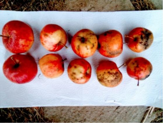 Преди да потърсите пестицидите - скала за поражения от причинителя на струпясването по ябълкови плодове