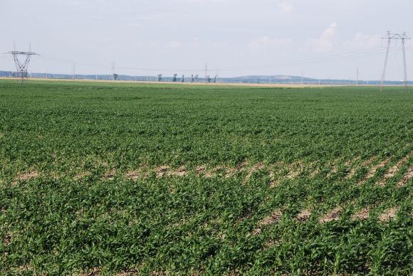 Анализатори прогнозират, че засетите площи със зърно в Украйна ще намалеят с 39% през 2022 г.