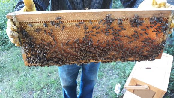 Българските пчелари държат деветото място по брой кошери в ЕС