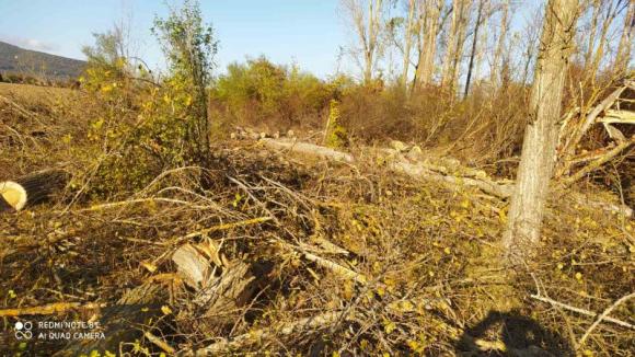 Горски откриха незаконна сеч на 217 дървета в частни гори във Великотърновско