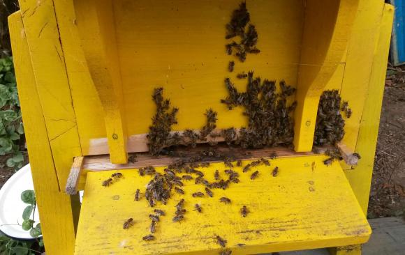 Симптоми на отравяне на пчелите