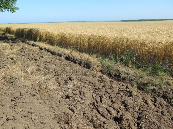 Турция взе на търг над 2 пъти повече пшеница от заявената при спад в цените