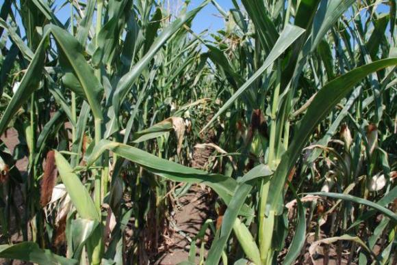 Цената на царевицата на търга в Турция надхвърли 400 долара за тон