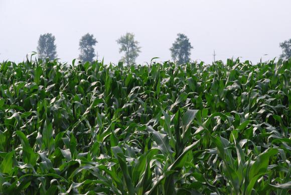CAPA: С 500 хиляди декара по-малко царевица ще се засее тази година