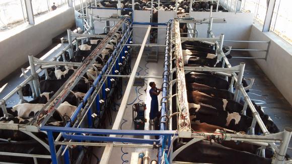 Геополитическите рискове вдигат цените на млякото в света
