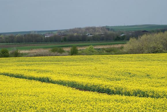 Очаква се свиване на площите с пшеница във Франция за сметка на рапицата