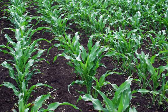 Сеитбата на царевицата във Франция изостава от миналогодишното темпо