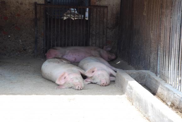 Поголовието от свине в Германия намалява драстично