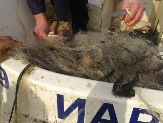 Извадиха поредните 250 метра бракониерски мрежи от варненски язовир