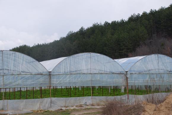 Пуснати са 2,6 млн. лева на производителите на оранжерийни зеленчуци по de minimis