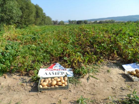 В Украйна и картофите не преживяха руското нашествие