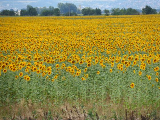 Британските фермери сеят слънчоглед в подкрепа на колегите си от Украйна