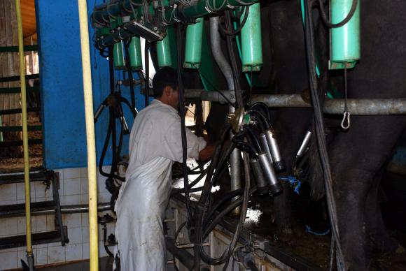 Оцеляването на млекопроизводителите в Европа е под сериозна заплаха  