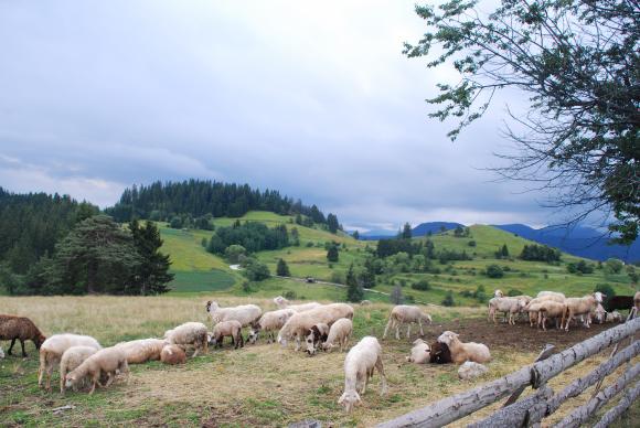 Честит Гергьовден – денят на овцевъдите и земеделците!