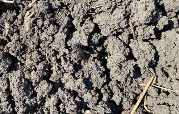 Напаст от черни щурци унижожи 120 хиляди декара с пролетници в Ямоболско