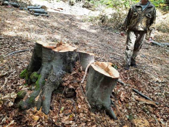 Фирма за дърводобив в Софийско получи акт за незаконна сеч