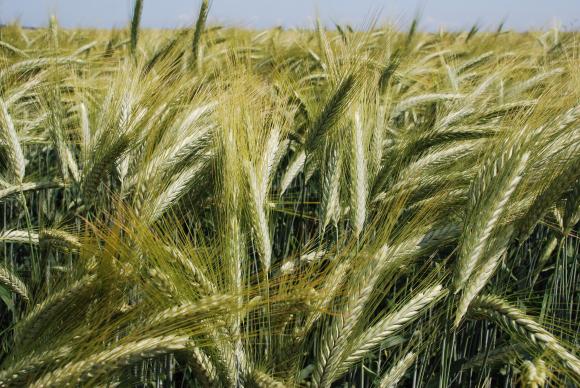 САРА: Сценариите за нова реколта варират от 5,6 до 6,5 млн. т пшеница