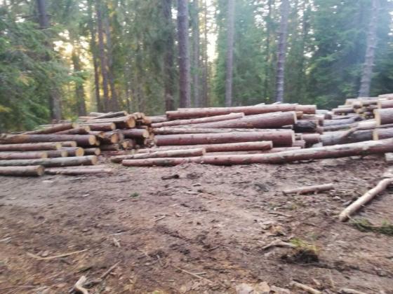 Задържаха 60 кубика незаконна дървесина във Велинградско