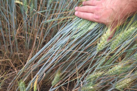 С фунгицидите на „Байер” имате зелен ефект при пшеницата дори в суха година