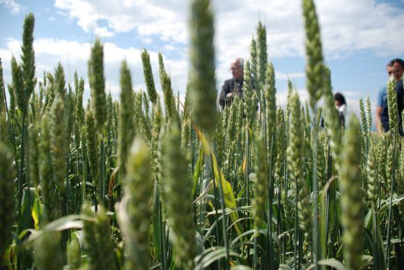 Пшеницата поевтиня на търга в Алжир