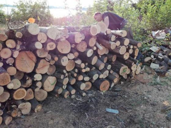 Задържаха незаконна дървесина и автомобил в Дряновско