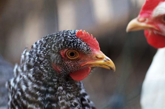 Последиците от транспортиране на дълго разстояние и климатичните условия върху благосъстоянието на пилетата бройлери