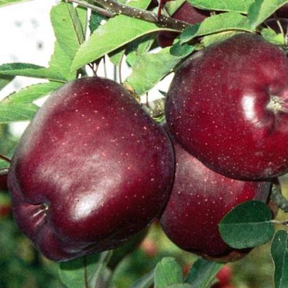 ЕС сваля митата за внос на домати, ябълки, сливи от Молдова