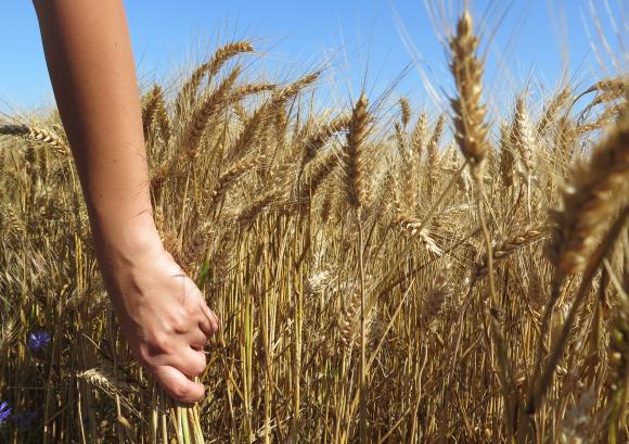 САРА: Изкупните цени за новата пшеница ще тръгнат между 620 и 650 лева за тон