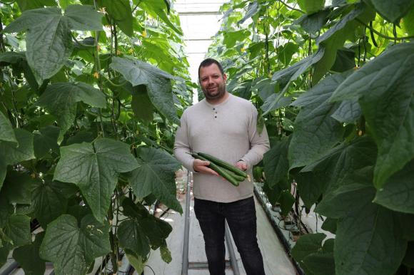 С поскъпването на краставиците производителите залагат на сортове с високо качество