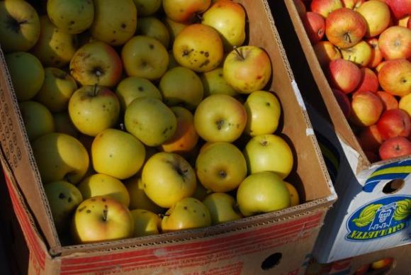 Сушата и свиването на площите натиска реколтата от ябълки в Молдова