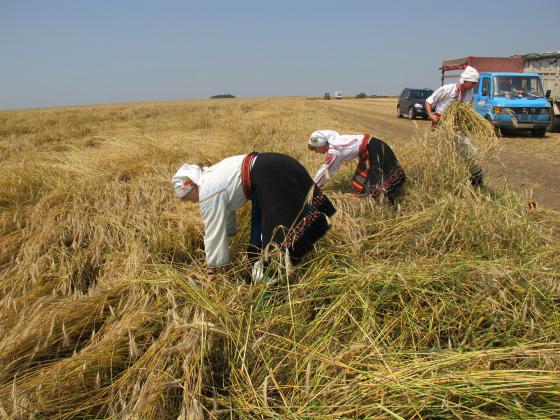 Зърнопроизводителите настояват вместо ротация България да прилага разнообразяване на културите