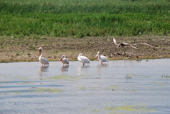 Рекорден спад в нивата на Дунав заради сушата, пеликаните са разрушили гнездата си