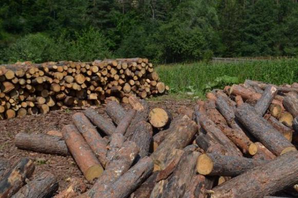 Уволнени са горски за незаконен превоз на дърва за огрев в Гърмен