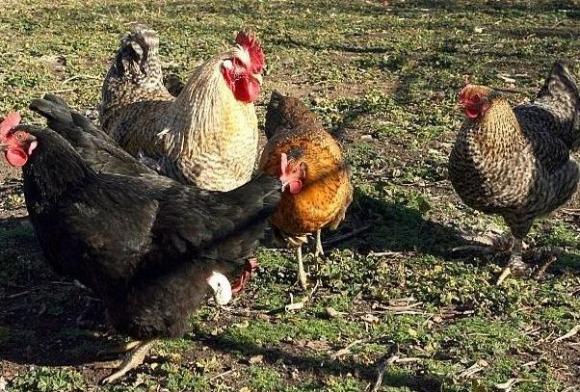 Свитото търсене накара германски биофермер да прати част от кокошките си за клане