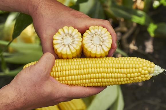 Открит ден за сладка царевица представи нови сортове с висока адаптивност