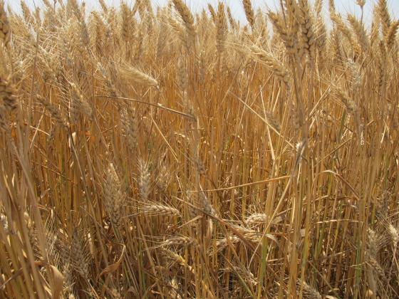 България посреща зимата с най-големите зърнени запаси от три години насам