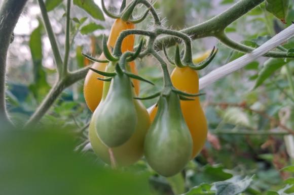 Отличителни особености на сортовете жълти домати