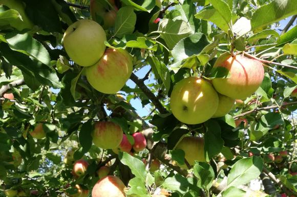 Украйна е загубила 5 на сто от ябълковите си градини заради окупацията