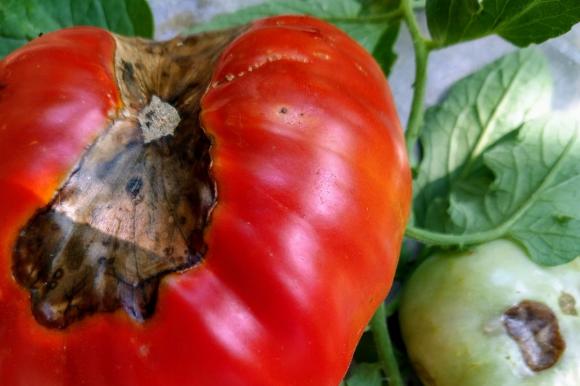 Причини за възникване на върхово гниене при доматите