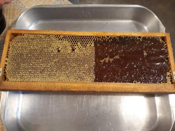 Как гама облъчването влияе върху антиоксидантната активност на пчелни продукти