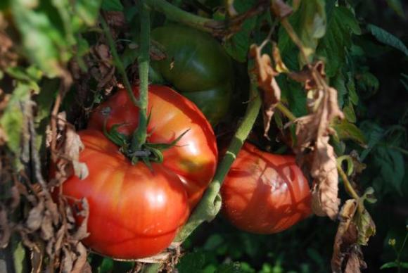 В края на сезона картофената мана по доматите настъпва ожесточено