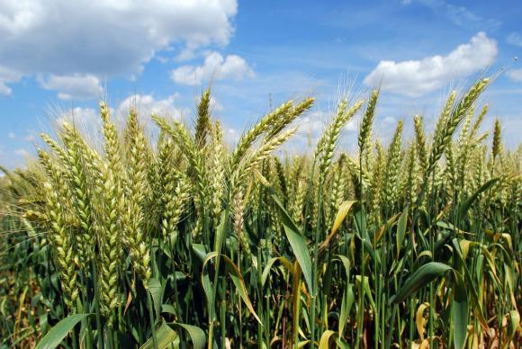 ФАО с нова прогноза за по-ниско производство на зърнени култури през 2022 г.