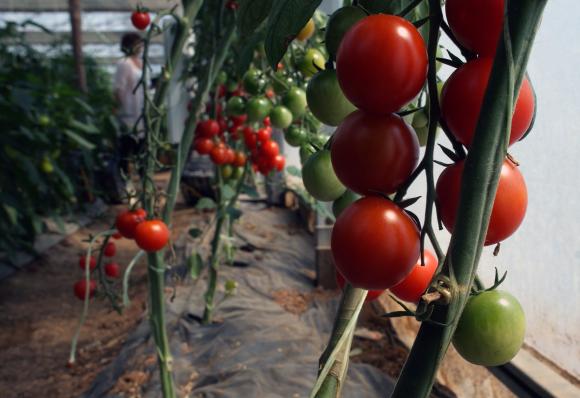 ЕК прогнозира спад на производството на домати в ЕС с 3 на сто